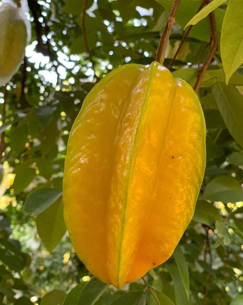 【自然熟-天然甜】杨桃 水果新鲜精选软枝自然熟顺丰送礼佳品4.