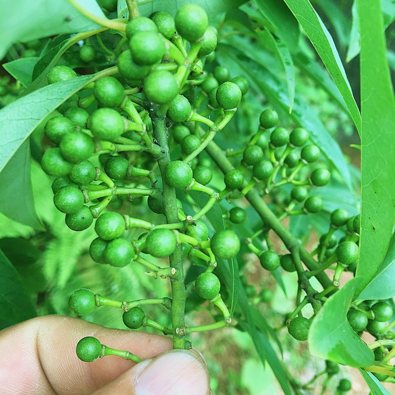 湖南新鲜木姜子山胡椒现摘现发食用木酱子山仓子1斤500克250g