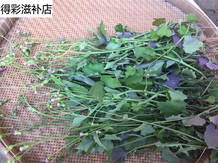 康中尊 野外生新鮮一點紅 中草藥原材料 現採葉下紅 紅背葉 羊蹄草鮮