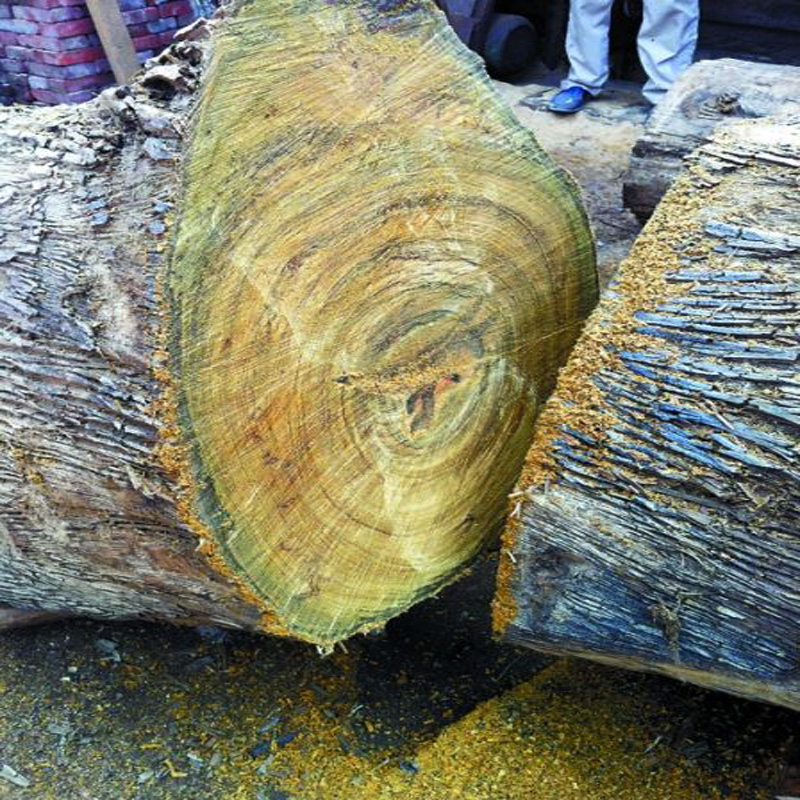 小叶金丝楠木树苗正宗四川金丝楠木小苗名贵金丝楠苗名贵奇楠苗木