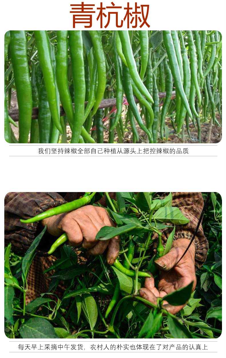 杭椒青杭椒薄皮虎皮山椒线椒 3斤 杭椒