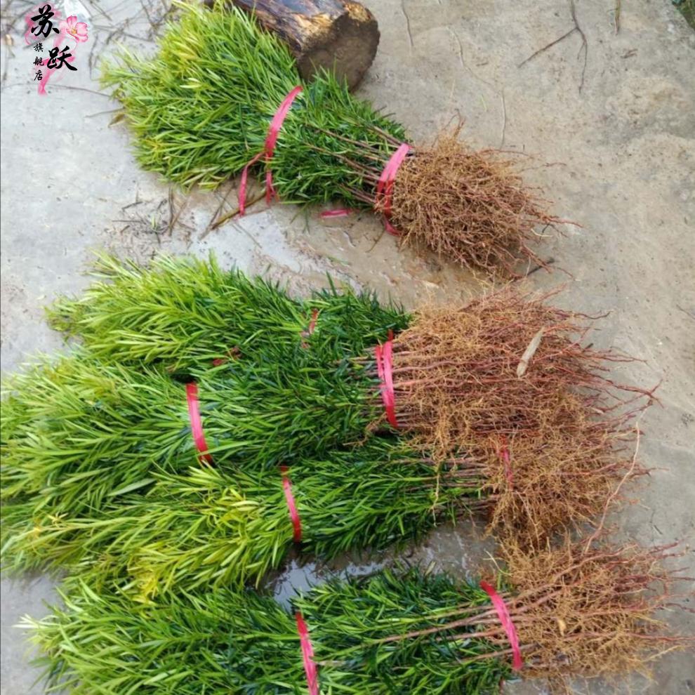 罗汉松树苗雀舌罗汉松苗罗汉松盆栽罗汉松80100公分高