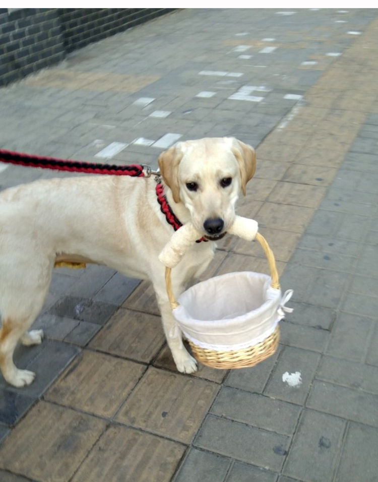 狗狗叼的篮子金毛大型狗叼篮子宠物狗篮子拉布拉多训狗用品 半包提手