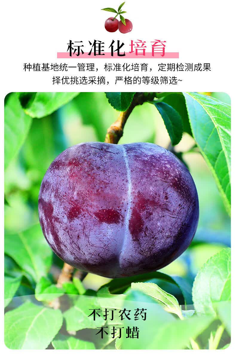 黑布林李子 黑布朗甜李子 新鲜水果 当季现摘 孕妇水果 精选 5斤