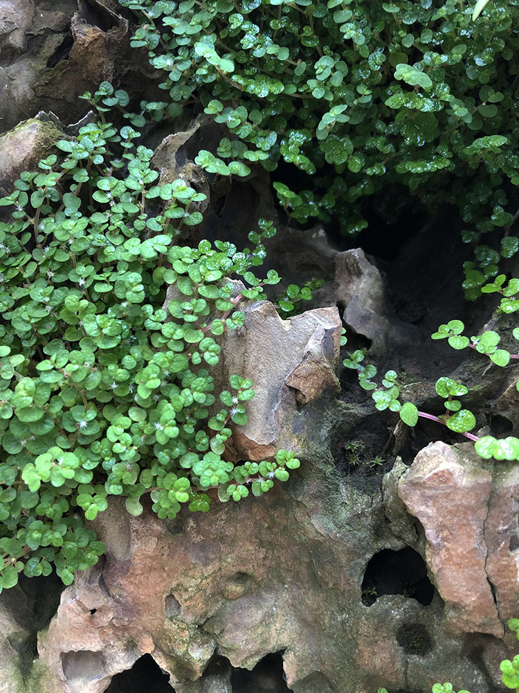 假山草珍珠草嬰兒淚上水石種子玲瓏冷水花雨淋附生苔蘚造景陸生植 綠