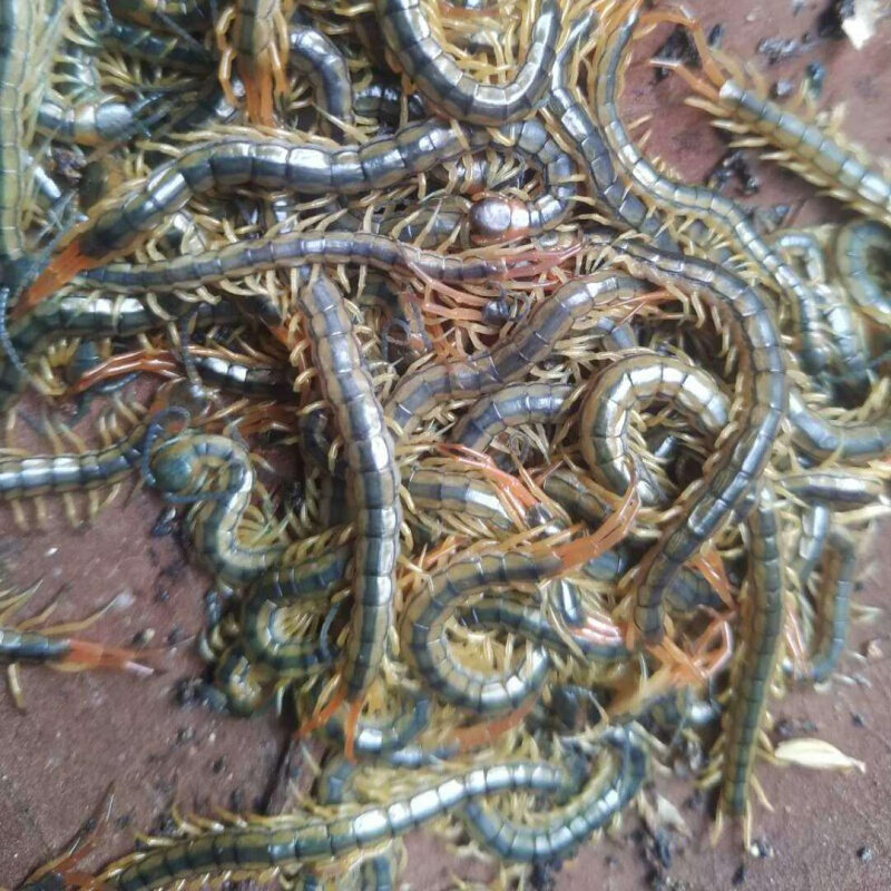 尼日利亚黄脚蜈蚣图片