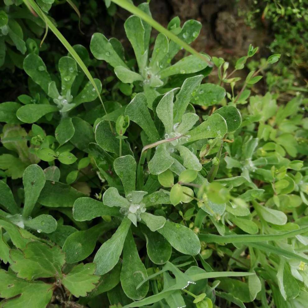 新鲜鼠曲草清明菜清明草佛耳草绒毛草鼠麴田艾草清明糯米粑原材料