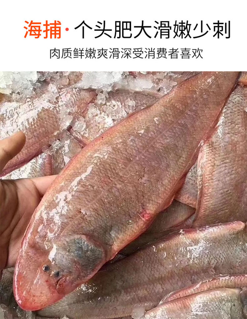 整条玉秃东海龙利鱼舌头鱼 1斤2-3条 精品2斤装【图片 价格 品牌 报价