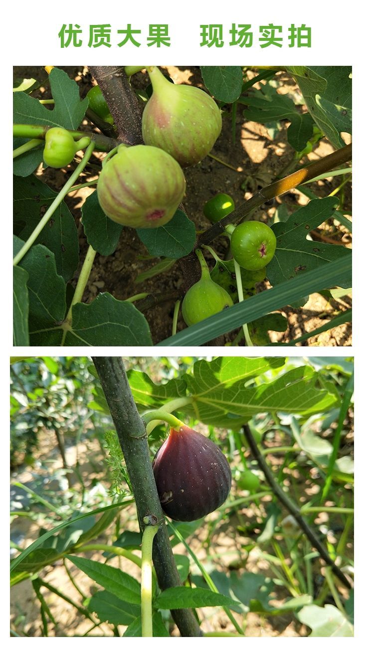 艾维卡 无花果树苗特大 新品种地栽盆栽波姬红青皮四季当结果南北方