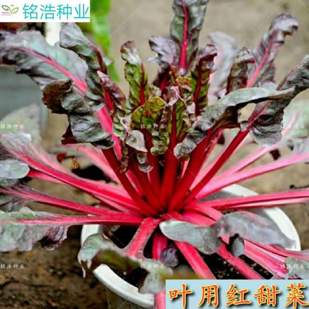 叶用红黄甜菜种子春夏秋四季厚皮菜牛皮菜高产蔬菜种子菜园盆栽叶用红