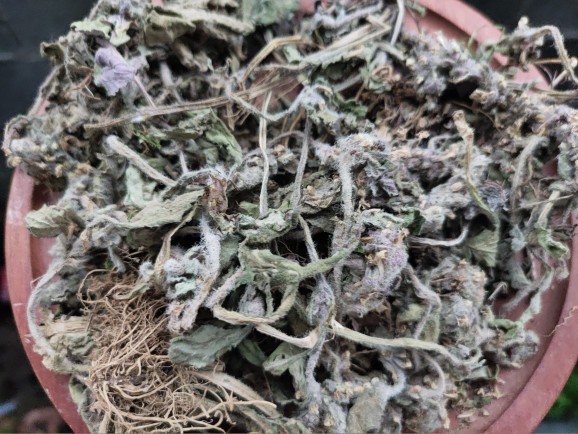 新貨筋骨草 白毛夏枯草 散血草 苦草一斤500克【圖片 價格 品牌 報價