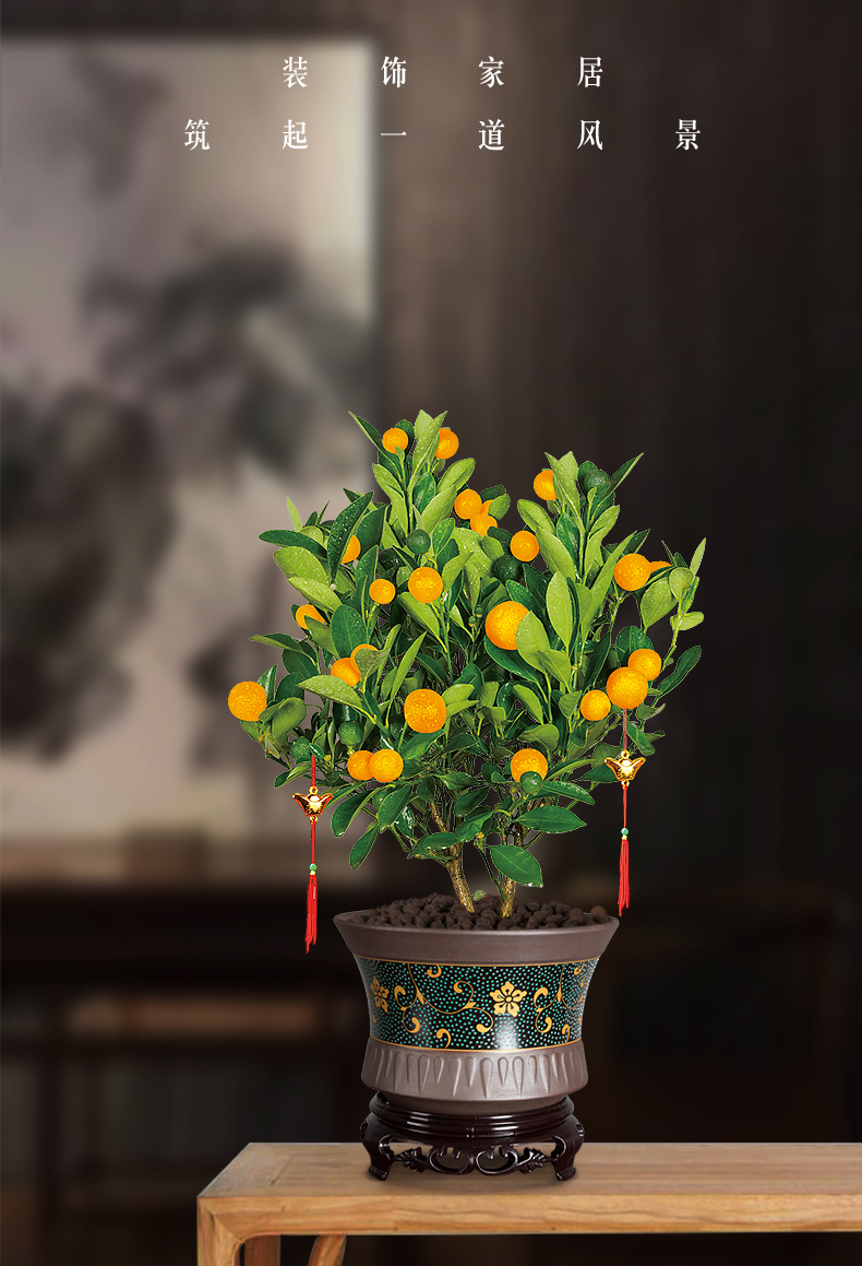 金桔盆栽四季桔带果富贵果树金橘室内绿植过年喜庆盆景年宵花 【财源