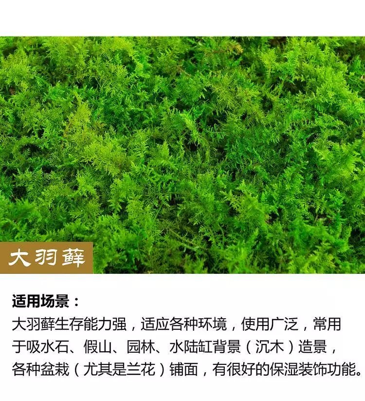 11，苔蘚微景觀青苔盆景裝飾造景植物鋪麪鮮活假山水陸缸diy室內綠植 短羢蘚12*8厘米/盒 5盒