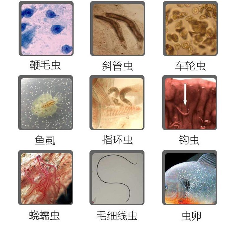 鱼血鹦鹉地图锦鲤鱼药水粉剂针对立鳞蒙眼凸眼烂尾肠炎头洞内外寄生虫