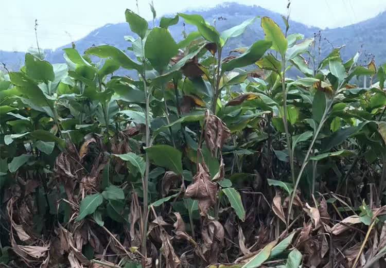 凯偲洽 旱藕粉丝广西特产巴马旱藕粉丝农家纯芭蕉芋粉丝洋芋粉丝500g