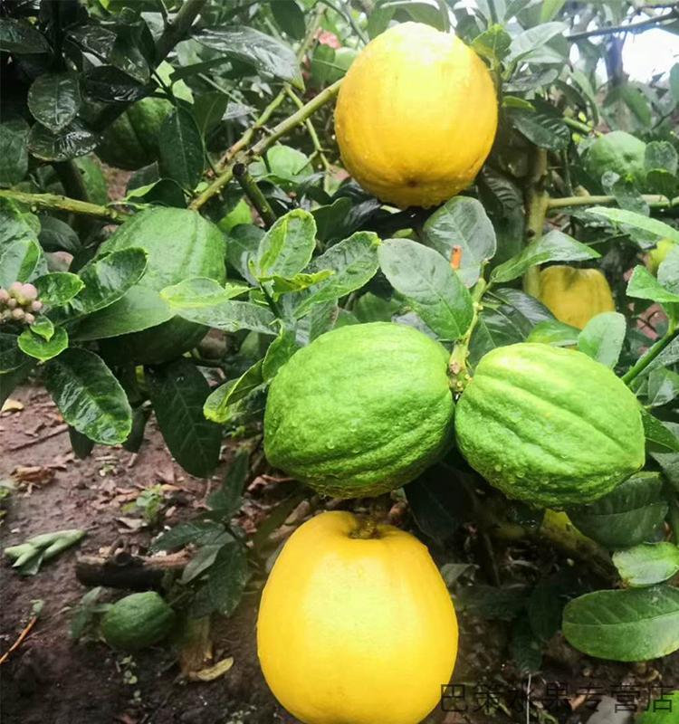 5a品质特清香云南香缘大果新鲜香橼果佛手柑水果28斤现摘香园清供室内