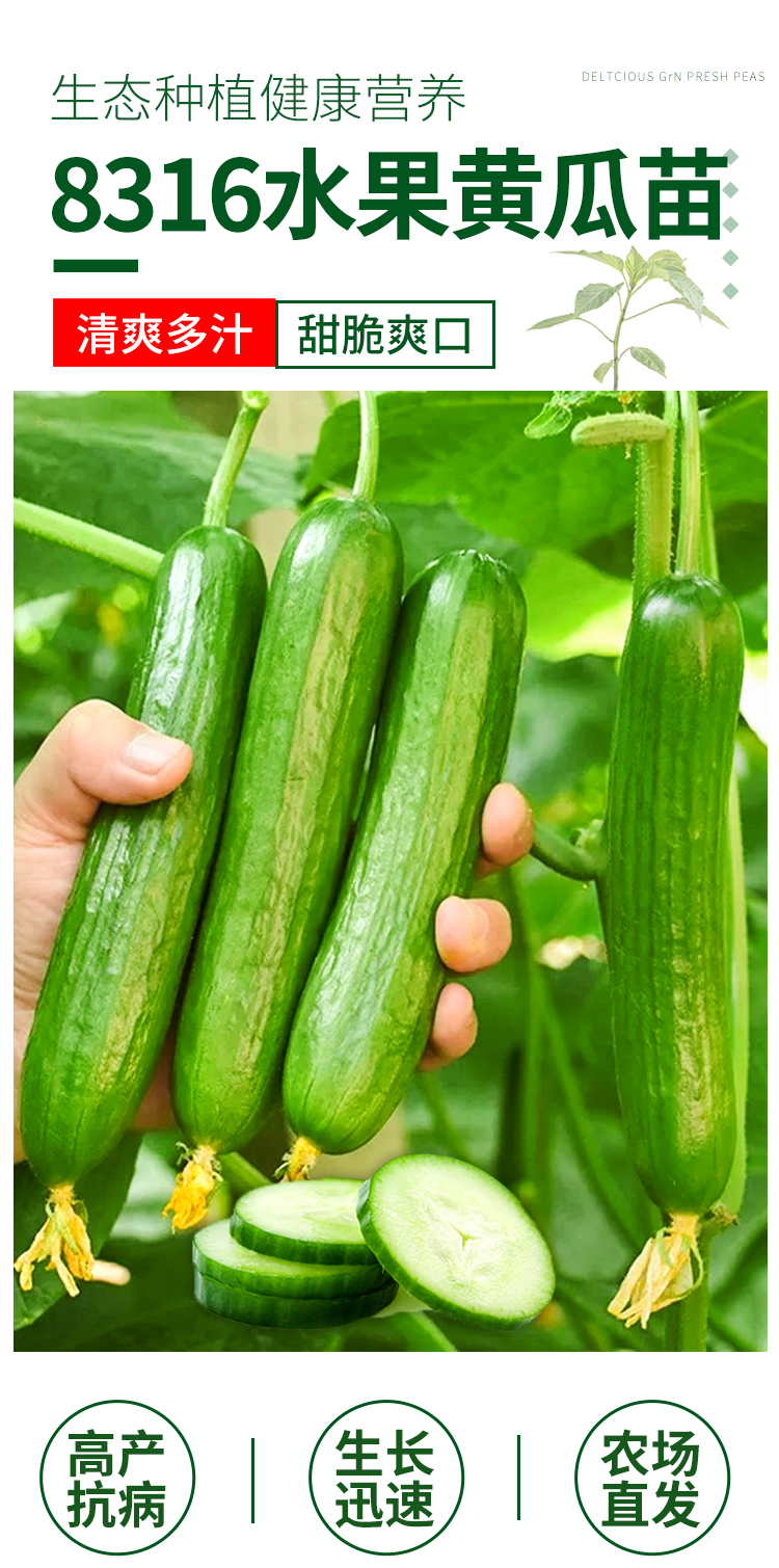 黎昕荷兰水果黄瓜种子苗秋盆栽秧四季青瓜小蔬菜种籽孑高产嫁接秧苗