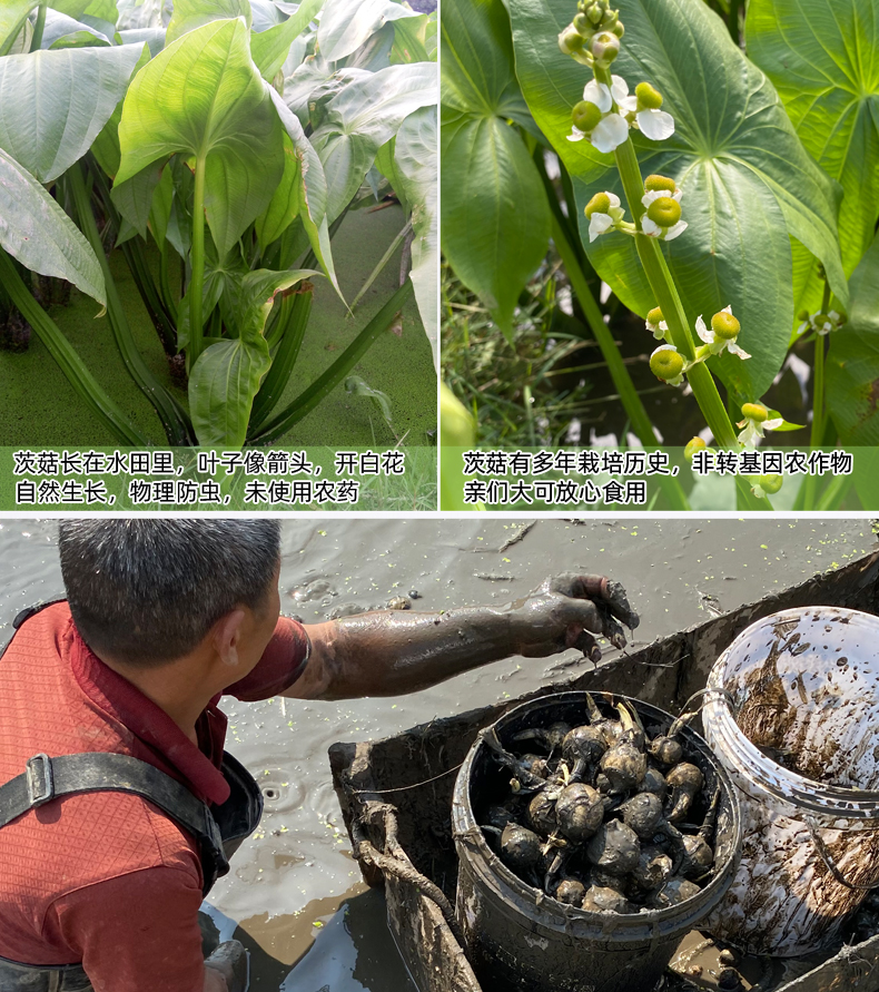 新鲜茨菇广西白茨菰山水恋现挖白慈姑农家蔬菜慈菇塘菇火锅食材2500g