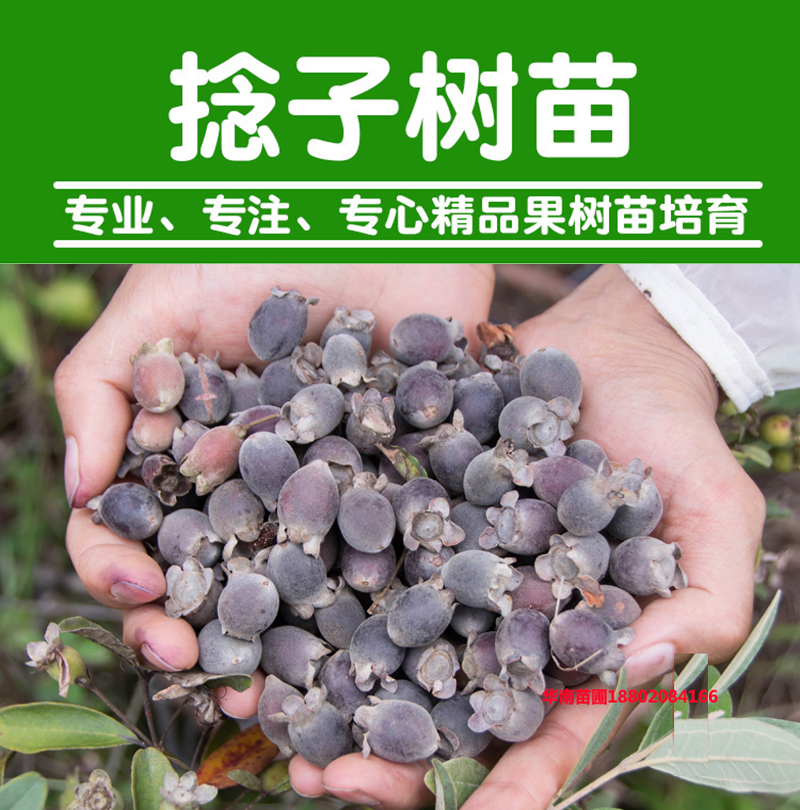 桃金娘树苗捻子果苗山菍子树地稔子小苗常绿南方北方种植庭院盆栽 稔