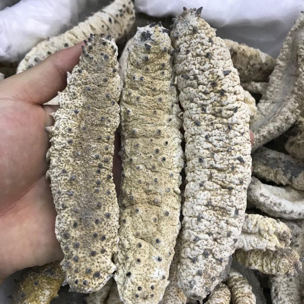 9折 摩洛哥海参 500g装 白刺参摩洛哥参干货 淡干进口白刺参 刺秃参