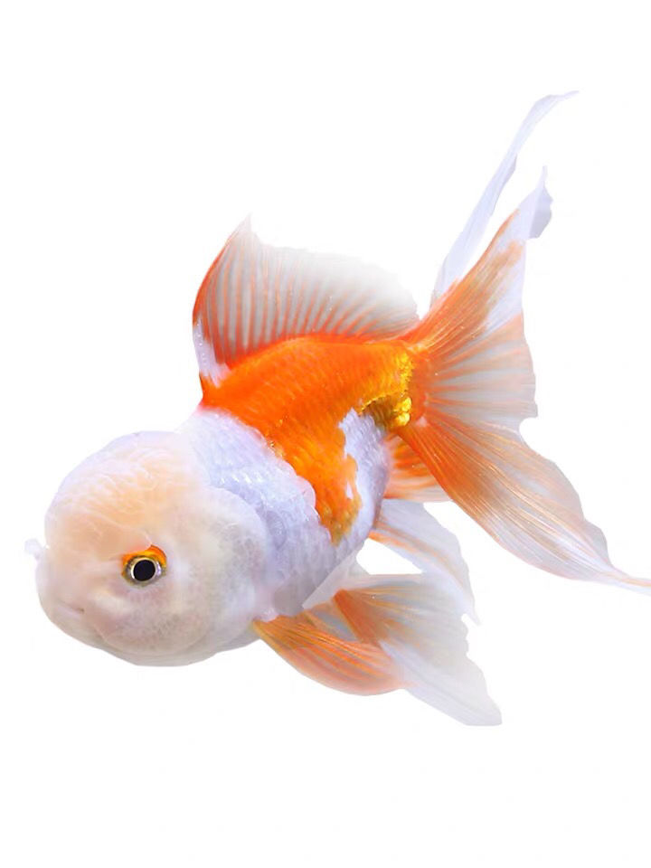 精品菠萝狮子头金鱼活体观赏鱼好养耐活冷水鱼淡水鱼大中小型鱼苗