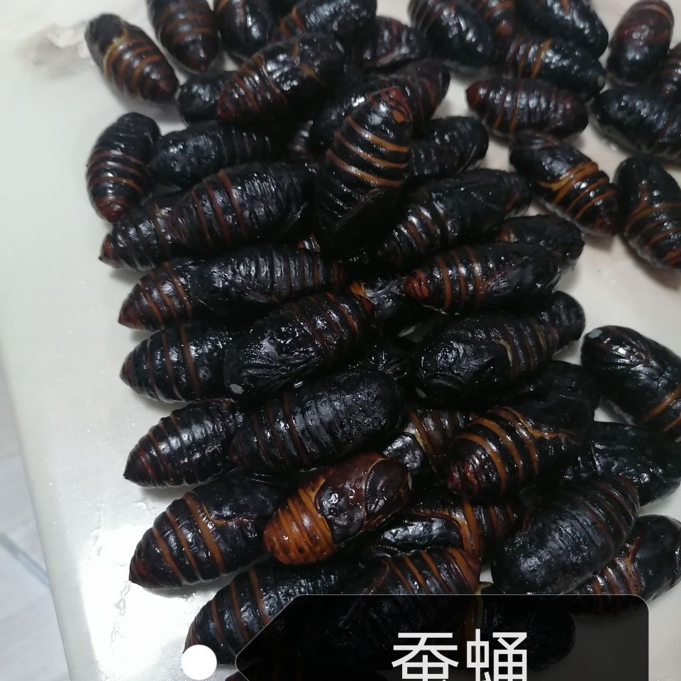 东北特产茧蛹活活蝉蛹茧蛹柞树蛹干煸茧蛹鲜活茧蛹 黑蛹每斤63个左右