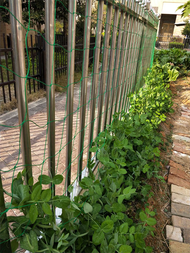 花卉爬牆網格園藝爬藤網葡萄黃瓜植物爬藤搭架網加強版尼龍網牽牛花