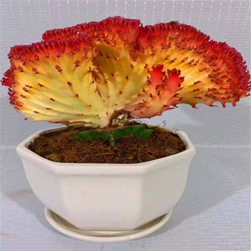 彩麒麟盆栽室内庭院玉麒麟仙人掌多肉绿植植物彩春峰盆景红麒麟 红