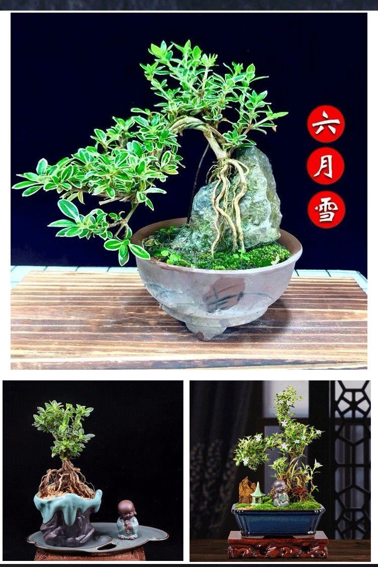 宛彦君六月雪盆景办公绿植小盆栽家居室内中式桌摆金边悬崖提根抱石