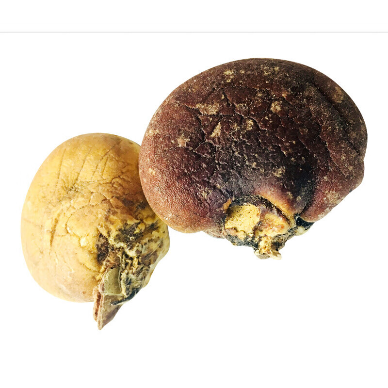 伟博 须元果野生散装隐孔菌耶野生香豆无根须阳果1