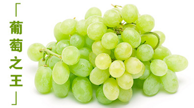 新疆无核白葡萄新鲜应季水果无籽马奶提子当季青提子整箱 3斤