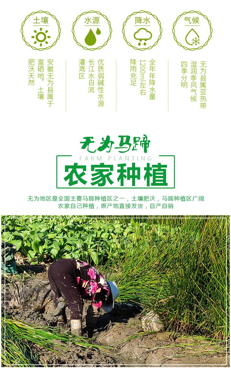 新鲜荸荠马蹄特大果地栗地梨农家水果蔬菜红马蹄果 4500g