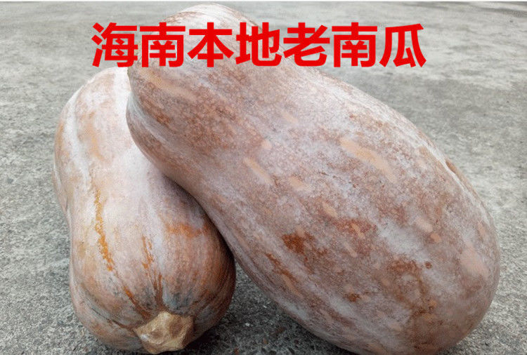 海南老南瓜蜜本南瓜板栗宝宝辅食农家自种新鲜蔬菜粗粮5斤56斤