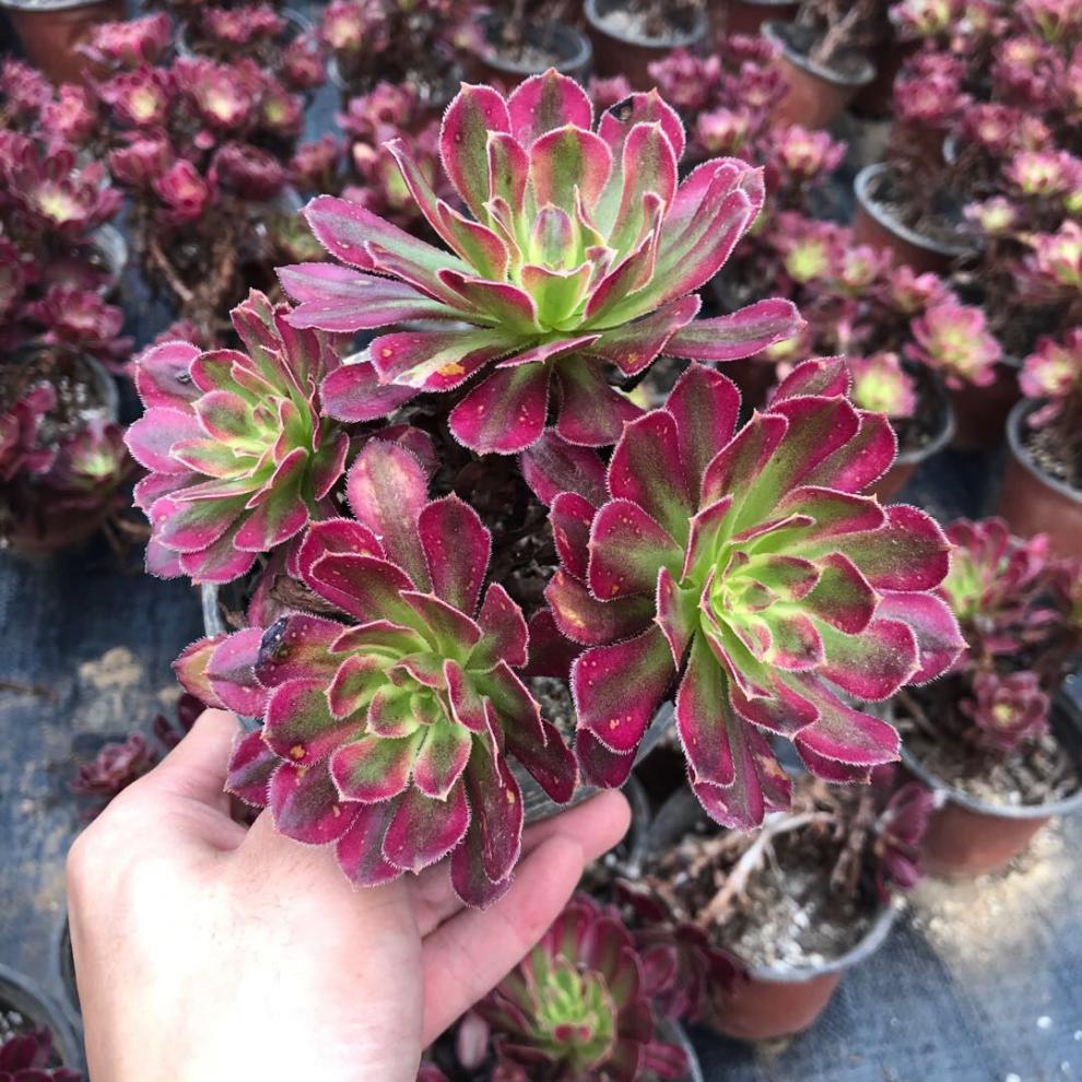 精选法师三仙红覆轮锦红腹轮锦法师多肉植物多肉红腹轮红覆轮翡翠冰单