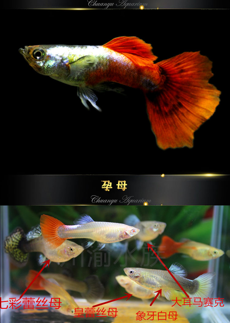 孔雀魚巴西火炬黑袍象牙白大耳熱帶魚觀賞魚活體魚胎生魚新手繁殖 莫