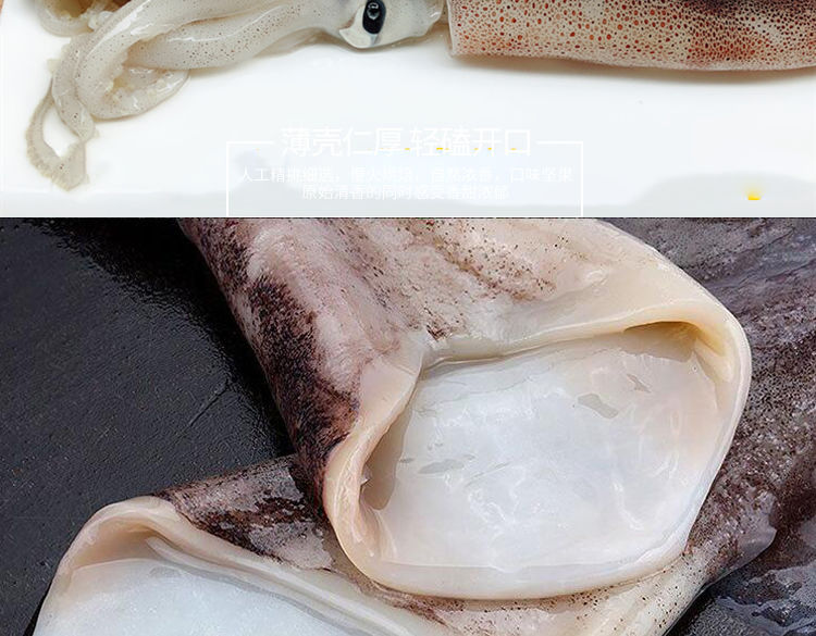 海捕大鱿鱼鲜活速冻鱿鱼冷冻海鲜烧烤铁板鱿鱼连云港海产批发二斤