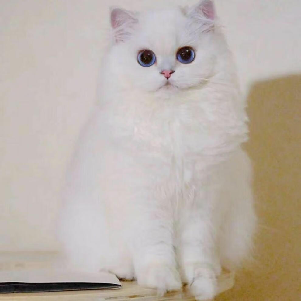 荣郁 英短银渐层纯种幼崽包子脸蓝眼银渐层矮脚猫活体幼猫蓝猫混血