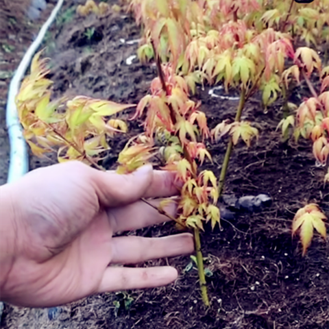 精选日本红枫盆景老桩三季红苗红舞姬树苗黄金枫山红叶盆栽植物花卉