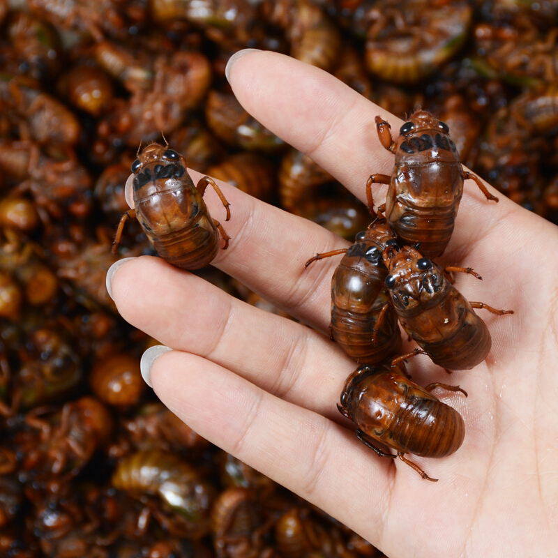 2020金蝉知了猴蝉蛹新鲜龟活体山东特产100只速冻爬叉猴鲜活500g