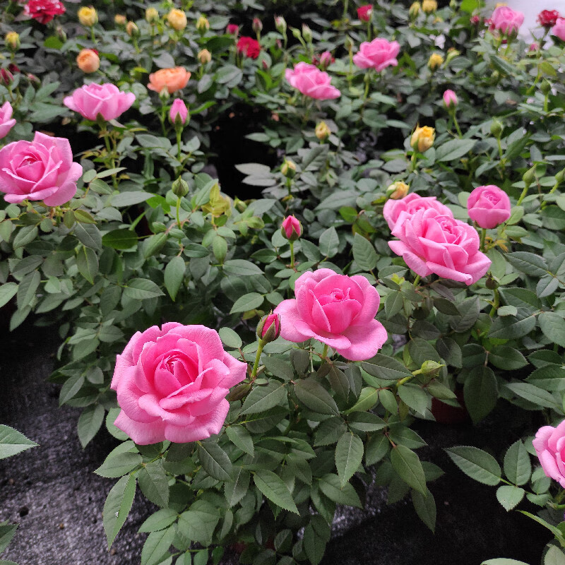 劲胜阳台月季美人带花一盆多棵大花朵淡香味刺少四季开木本花卉容易养