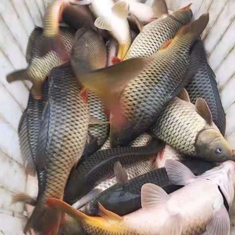 溱湖大鲤鱼新鲜活鱼现捕现杀食用淡水鱼红烧鲤鱼糖醋鲤鱼食材12斤条净