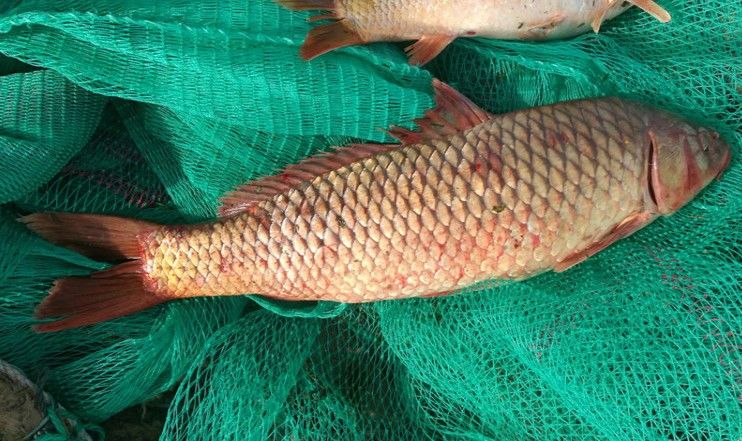 lism鲤鱼大鱼活鱼现杀新鲜鲜活四鼻鲤鱼淡水鱼野生鲤鱼一条4斤45斤现