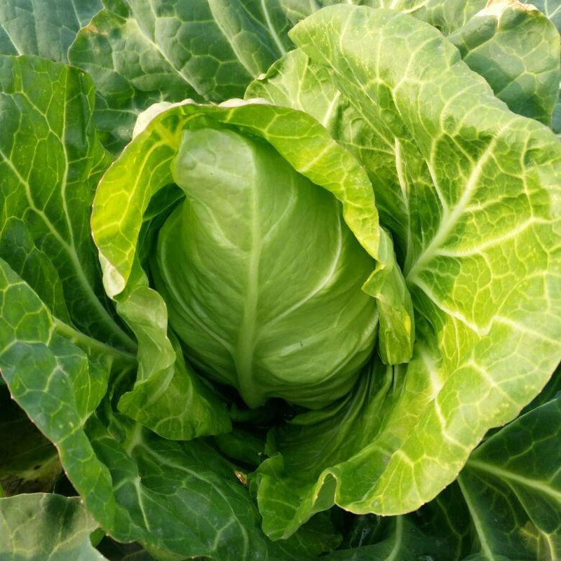 仓梵(现现发)四川农家牛心包菜新鲜莲裹心莲花白手撕尖尖白菜卷心菜绿