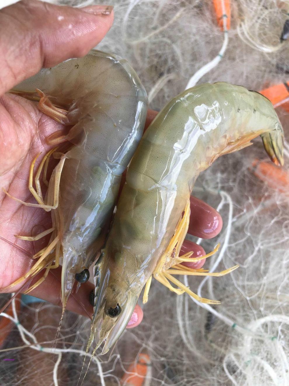 老扣湛江天然大明虾鲜活新鲜对虾基围虾大海虾海鲜特产水产顺丰特大虾