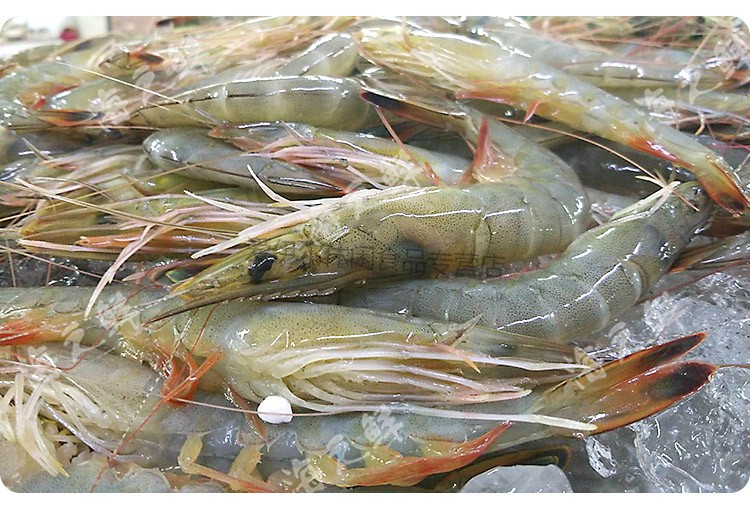 新鲜黄海对虾大对虾白虾活虾大海虾青虾基围虾 17头左右1斤装 500g 14