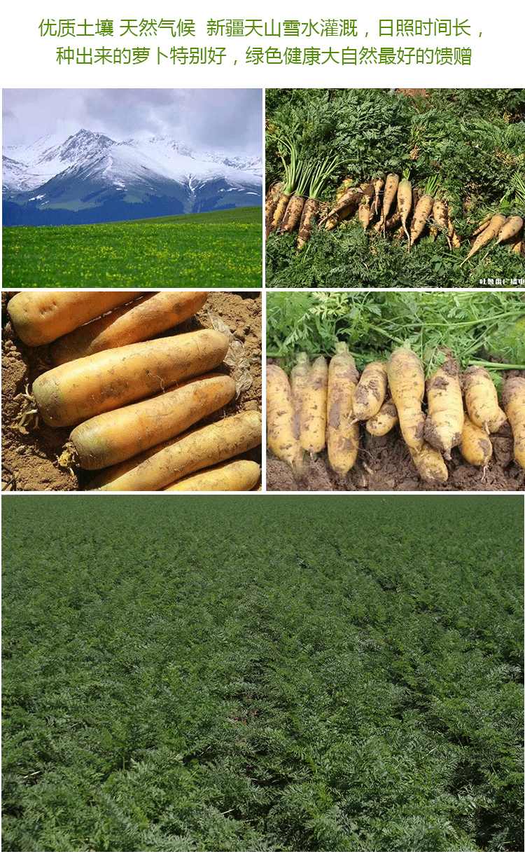 新疆黄萝卜5斤黄胡萝卜手抓饭萝卜新鲜蔬菜宝宝辅食产地直发生鲜精品