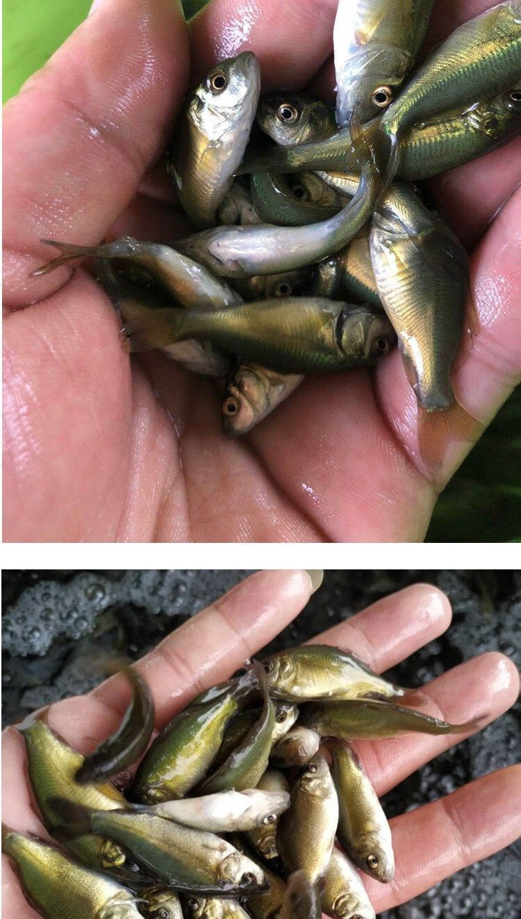 裸斑苗淡水养殖无鳞鲤鱼苗四川镜鲤批发渔场直发包活包损 裸鲤苗5-7cm