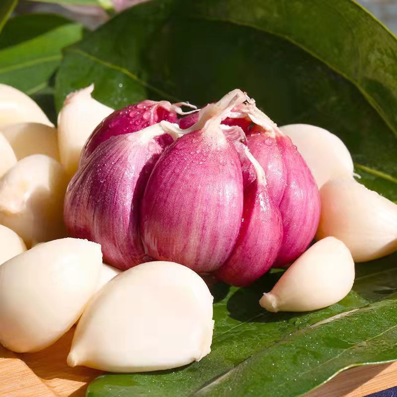 现挖湿蒜云南新鲜红皮鲜蒜紫皮多瓣蒜现挖湿蒜紫皮多瓣小果3斤