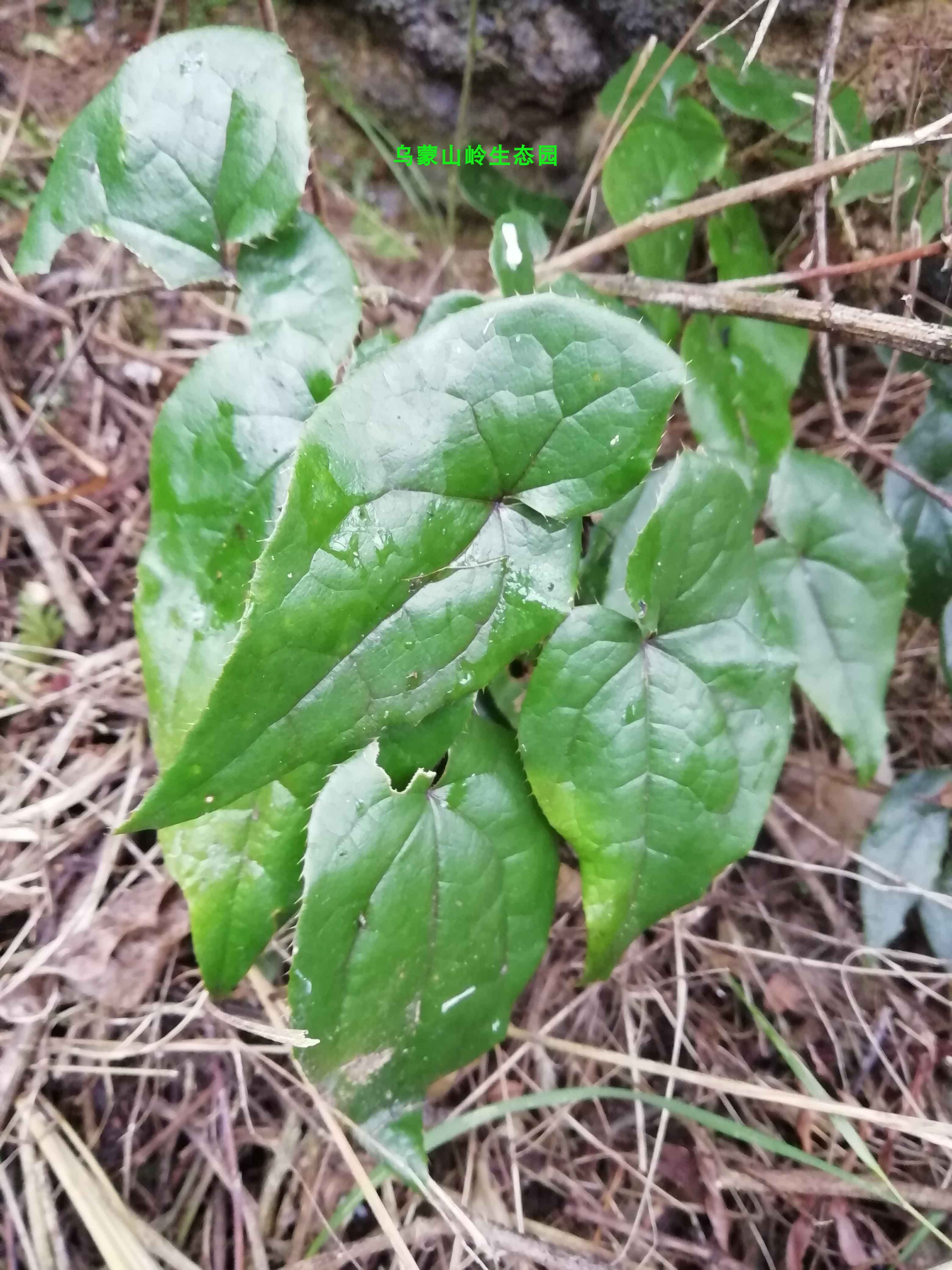 霪羊藿植物图片