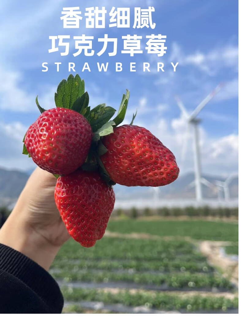 大凉山红颜奶油草莓 正宗德昌99牛奶甜草莓 新鲜露天草莓 时令生鲜